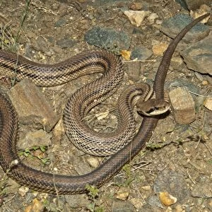 Four-lined Snake -Elaphe quatorlineata- basking in the sun, Kerkini-Seegebiet, Central Macedonia, Greece