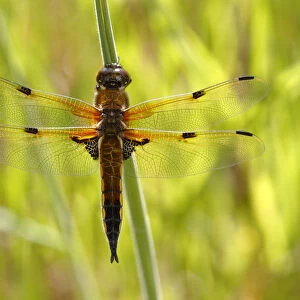 Four-spotted chaser -Libellula quadrimaculata-, perched on a blade of grass, Huehnermoor marsh near Marienfeld, Guetersloh, North Rhine-Westphalia, Germany, Europe