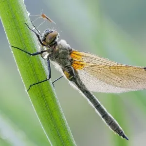 Four-spotted chaser (Libellula quadrimaculata) at reed stem im Morgentau, Hesse, Germany Four-spotted chaser (Libellula quadrimaculata) at reed stem im Morgentau, Hesse, Germany