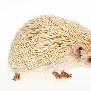 Four-toed Hedgehog or African Pygmy Hedgehog -Atelerix albiventris-, albino