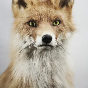 Fox