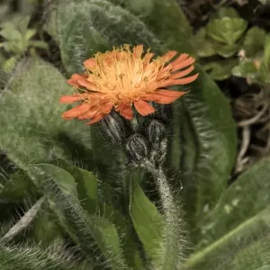 Hieracium aurantiacum Print - Single Orange Hawkweed Flower