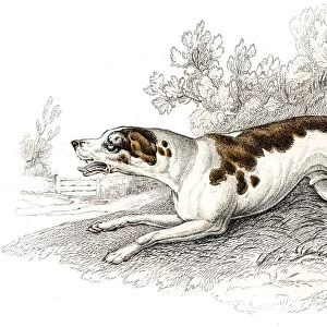 Fox hound engraving 1840