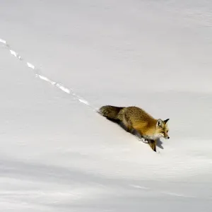 Fox In The Snow Fox In The Snow