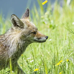 Fox -Vulpes vulpes-, Extremadura, Spain