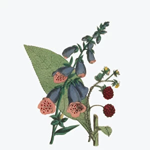 Foxglove and Common Raspberry Victorian Botanical Illustration