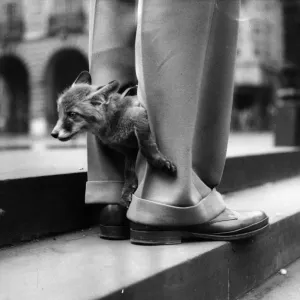 Print of a ten-week-old fox cub peeking from its owner's trousers in London Print of a ten-week-old fox cub peeking from its owner's trousers in London