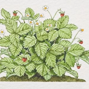 Fragaria vesca, Wild Strawberry plant