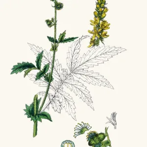 Fragrant Agrimony Plant Print (1860s) Fragrant Agrimony Plant Print (1860s)