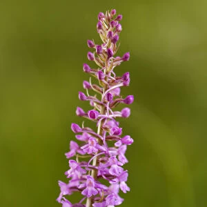Fragrant Orchid -Gymnadenia conopsea-, Passo di Costalunga, South Tyrol, Italy, Europe