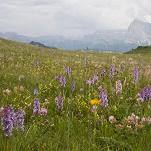 Fragrant Orchid (Gymnadenia conopsea) in front of Plattkofel and Langkofel Mountains, Seiser Alm, Dolomites, Alto Adige, Italy, Europe