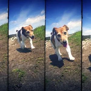 Jack Russell Terrier Walking Print Jack Russell Terrier Walking Print