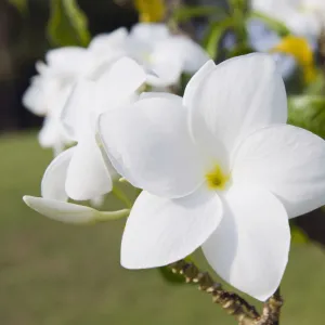 Frangipani flower -Plumeria-, Ko Samui, Thailand