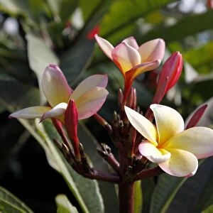 Frangipani (Plumeria), flower, Madeira, Portugal, Europe