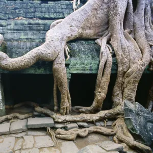 Frangipani tree roots wrapping an Angkor Wat wall