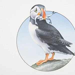 Fratercula arctica, Atlantic Puffin perched on a rock holding fish in its beak