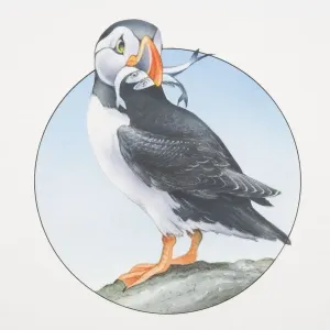 Fratercula arctica, Atlantic Puffin perched on a rock holding fish in its beak Fratercula arctica, Atlantic Puffin perched on a rock holding fish in its beak