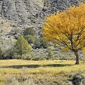 Fremont cottonwood or Alamo cottonwood tree -Populus fremontii-, in the Adobe Buttes, George Creek Road, Eckert near Cedaredge, Colorado, USA