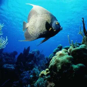 French Angelfish on Cayman Island French Angelfish on Cayman Island