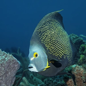 French Angelfish -Pomacanthus paru- above coral reef, Little Tobago, Trinidad and Tobago