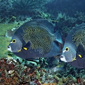 Two French Angelfishes -Pomacanthus paru- above coral reef, Little Tobago, Trinidad and Tobago