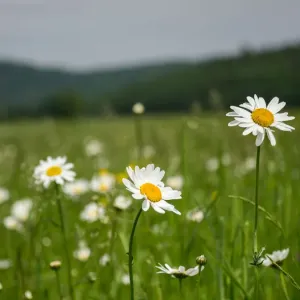 fresh as a daisy fresh as a daisy