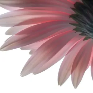 fresh as a daisy fresh as a daisy