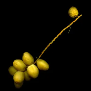 Fresh Dates Print on Black Background Fresh Dates Print on Black Background