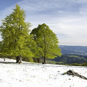Fresh snow in spring, beech trees with fresh green foliage on Kandel Mountain in the Black Forest, Baden-Wuerttemberg, Germany, Europe, PublicGround