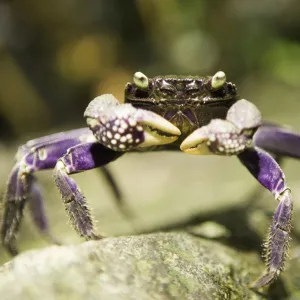 Fresh water crab, close-up