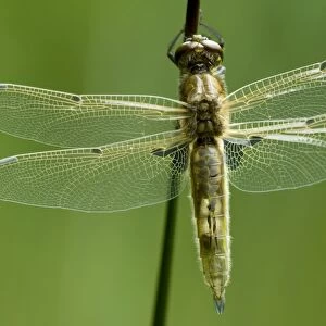 Freshly hatched Four-spotted Chaser (Libellula quadrimaculata)