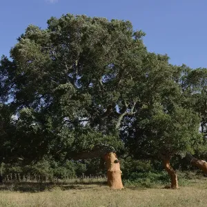 Freshly Peeled Cork Oak Print Freshly Peeled Cork Oak Print