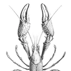 Freshwater lobster engraving 1870