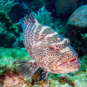 A Friendly Grouper Print A Friendly Grouper Print
