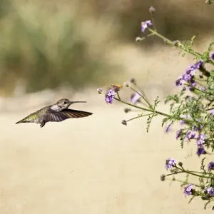 Two Friends-Annas Hummingbird Two Friends-Annas Hummingbird