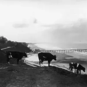 Friesian Cattle Friesian Cattle