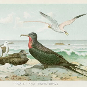 Frigatebird chromolithograph 1896