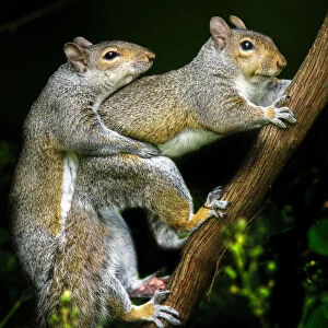Two Frisky Squirrels Hugging at Play in Audubon, Pennsylvania