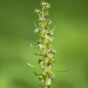 Frog Orchid -Coeloglossum viride-, flower, Thuringia, Germany