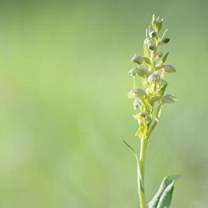 Frog Orchid or Long-Bracted Green Orchid -Coeloglossum viride-