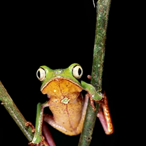 Frog, (Phyllomedusa Vaillanti)