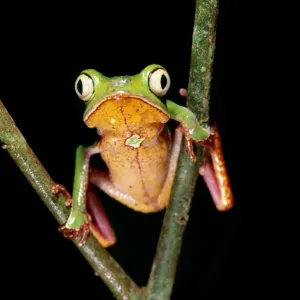 Frog, (Phyllomedusa Vaillanti) Frog, (Phyllomedusa Vaillanti)