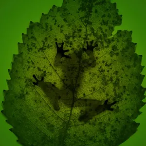 Frog Silhouette Print Frog Silhouette Print