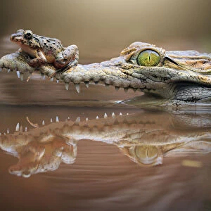 Frog sitting on a crocodile snout, riau islands, indonesia