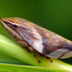 Froghopper Print - Insect Illustration Froghopper Print - Insect Illustration