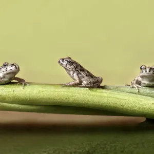 Trois grenouilles sur un rameau. Trois grenouilles sur un rameau.