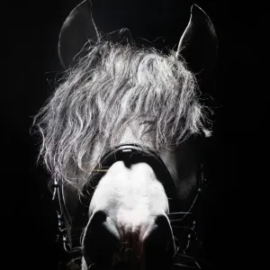 Frontal head portrait of grey horse Frontal head portrait of grey horse
