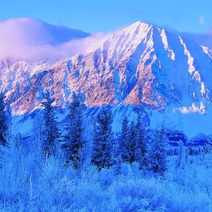 Frost Covered Douglas Firs Print, Kluane National Park