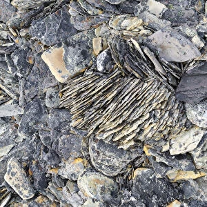 Frost damaged rocks in the Arctic ice desert, Zorgdragerfjord, Prins Oscars Land, Nordaustlandet, Svalbard Archipelago, Svalbard and Jan Mayen, Norway