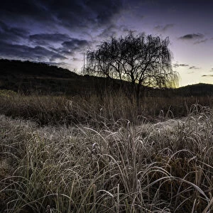 Frosted Grass and Reeds on a Freezing Cold Winter Morning at sunrise in the Magalieburg, Gauteng Province, South Africa